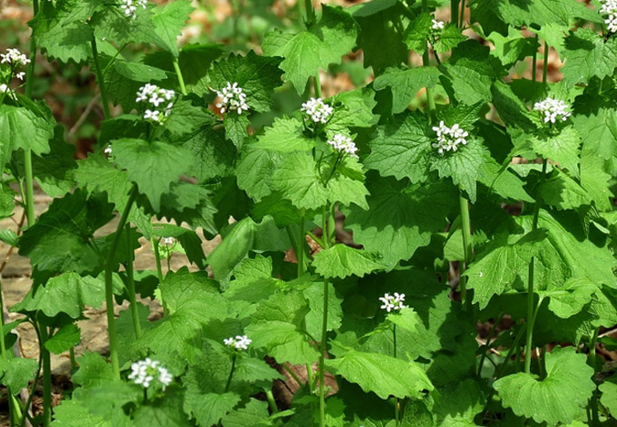 Garlic Mustard