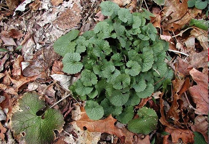 Garlic Mustard