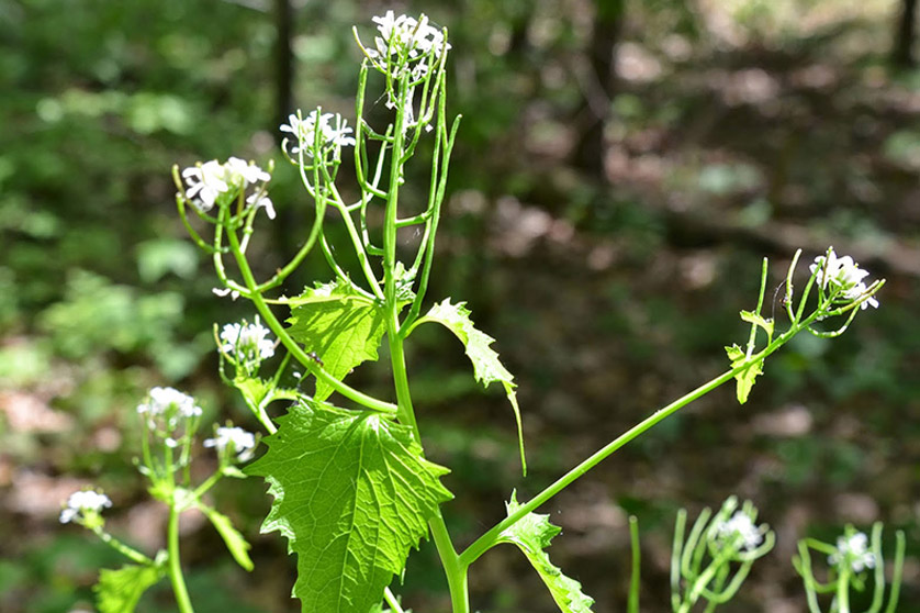 Garlic Mustard