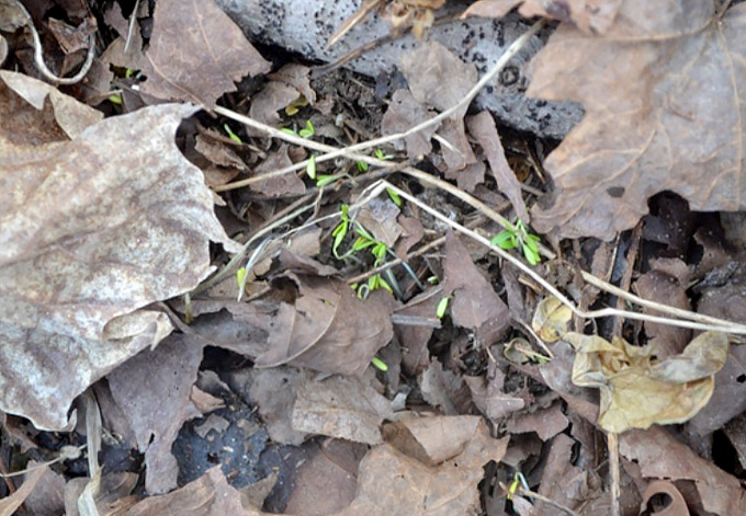 Garlic Mustard