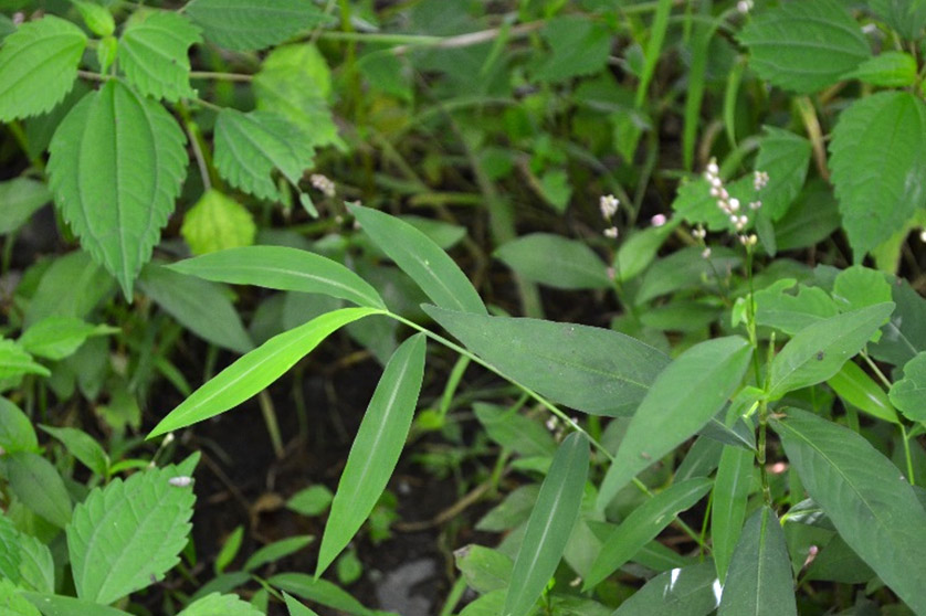 Garlic Mustard